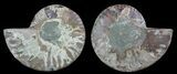Bargain, Sliced Fossil Ammonite Pair #51481-1
